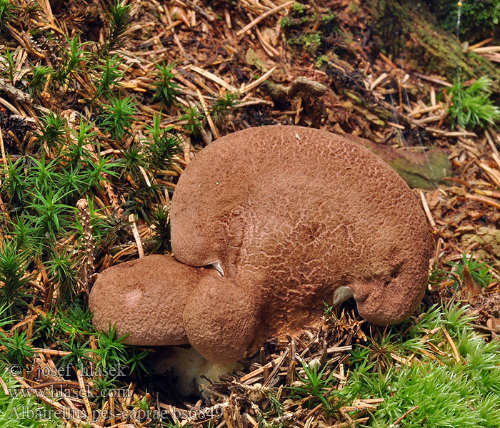 Albatrellus pes-caprae Krásnoporka kozí noha