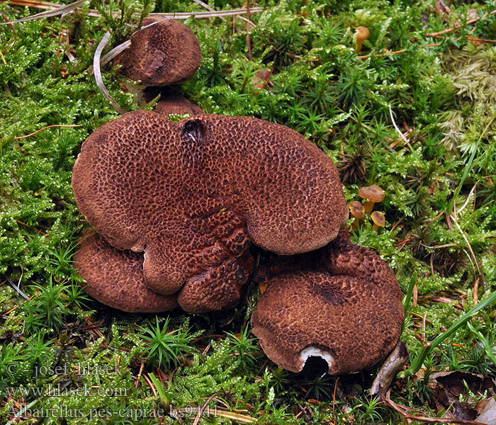 Albatrellus_pes-caprae_bs9441