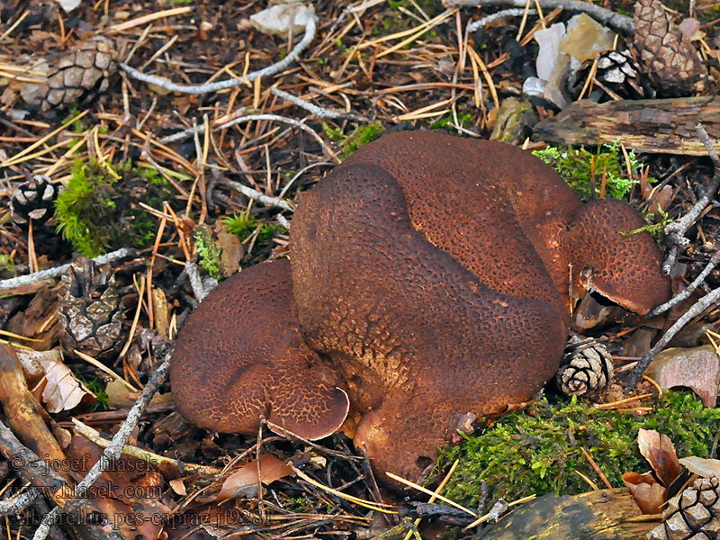 Ziegenfußporling Polypore pied chèvre Albatrellus pes-caprae