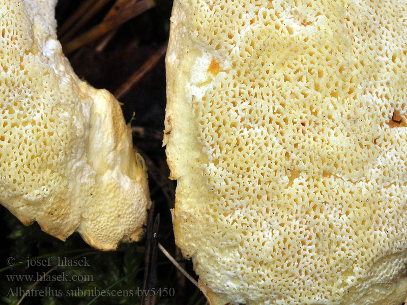 Albatrellus subrubescens Polypore érubescent Furufåresopp