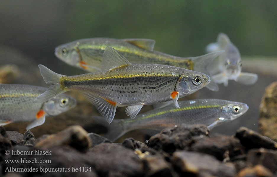 Alburnoides bipunctatus Ouklejka pruhovaná Ploska pásavá