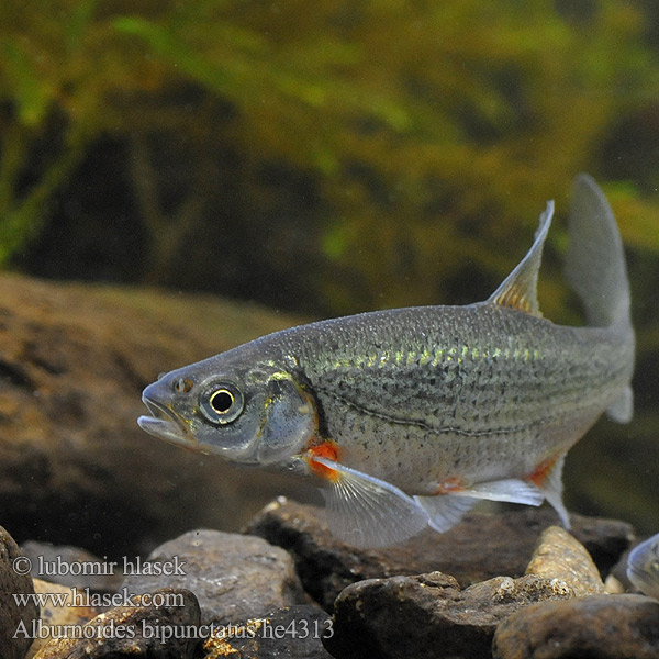 Noktalı inci balığı Schneider Fisch