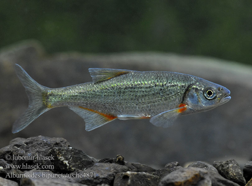 Chub Riffle minnow Alburnoides bipunctatus