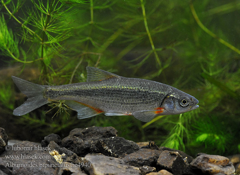 Alburnoides bipunctatus Chub Riffle minnow Ouklejka pruhovaná