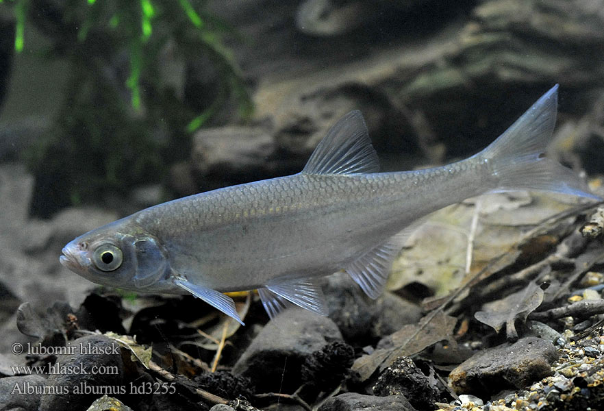 Alburnus alburnus Common Bleak Ouklej obecná