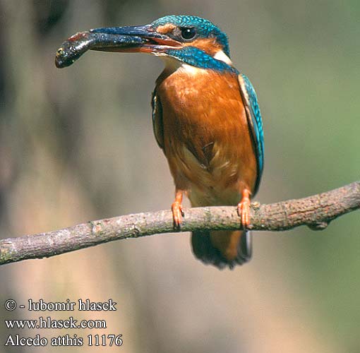 Alcedo atthis Kingfisher Eisvogel Martin-pêcheur d'Europe