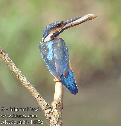 Alcedo atthis 11872