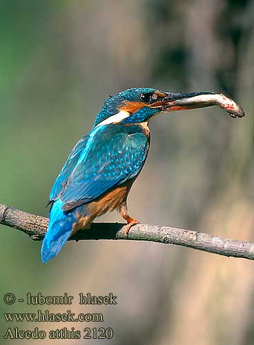 Alcedo atthis Martin arrantzale 普通翠鳥 Зимородок