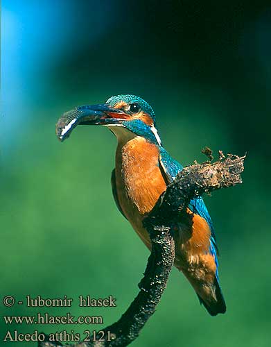 Alcedo atthis カワセミ القِرِلَّى 물총