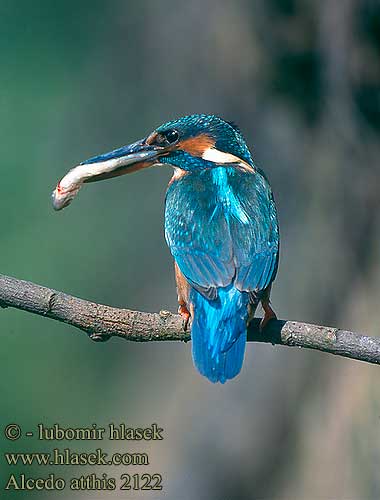 Alcedo atthis Голуба рибалочка Yalıçapkını