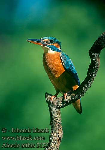 Alcedo atthis Jégmadár rybárik riečny pescăruş