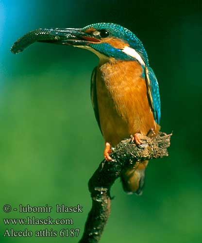 Alcedo atthis 6187