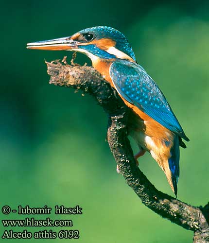 Alcedo atthis სწრაფი, ჩქარ