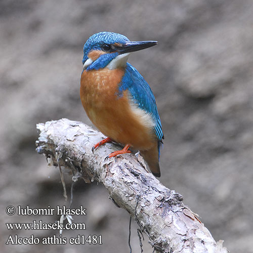 Alcedo atthis Kingfisher Eisvogel