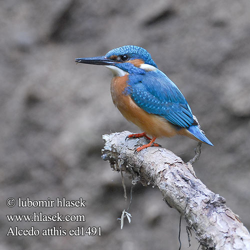 Alcedo atthis ed1491