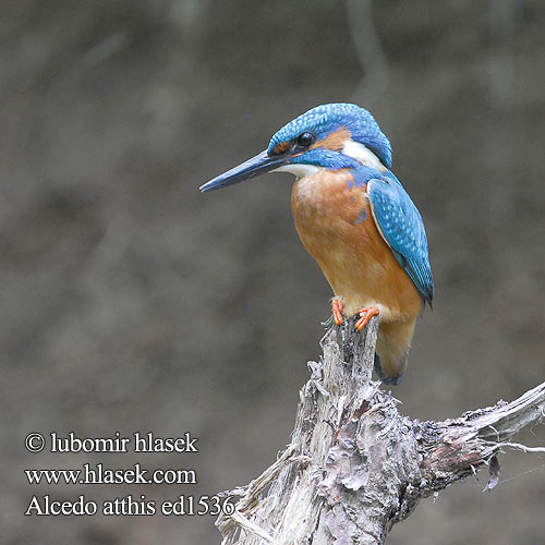 Alcedo atthis ed1536