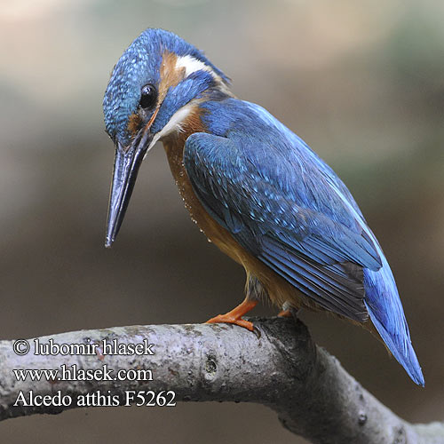 Alcedo atthis f5262