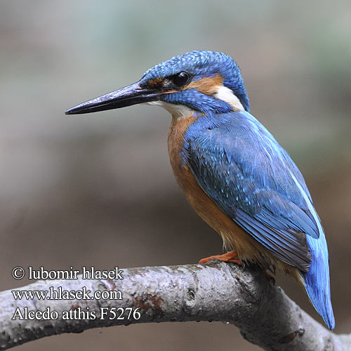 Alcedo atthis f5276