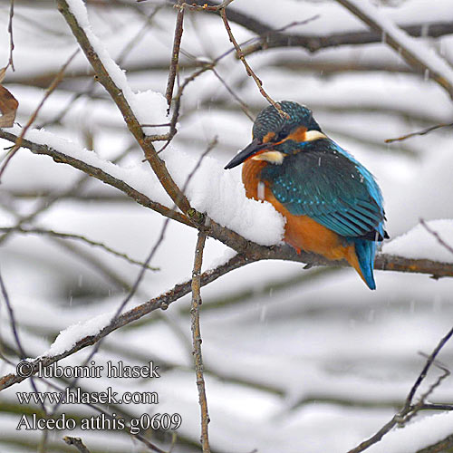 Alcedo atthis g0609