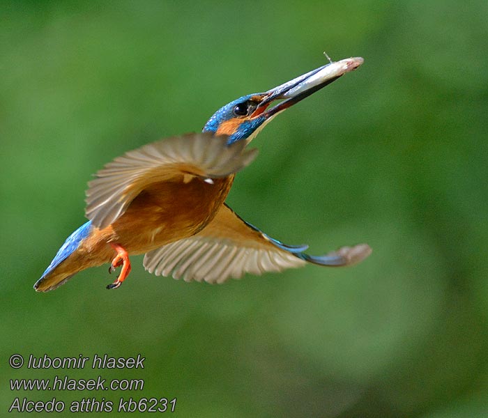 Guarda-rios-comum Alcedo atthis