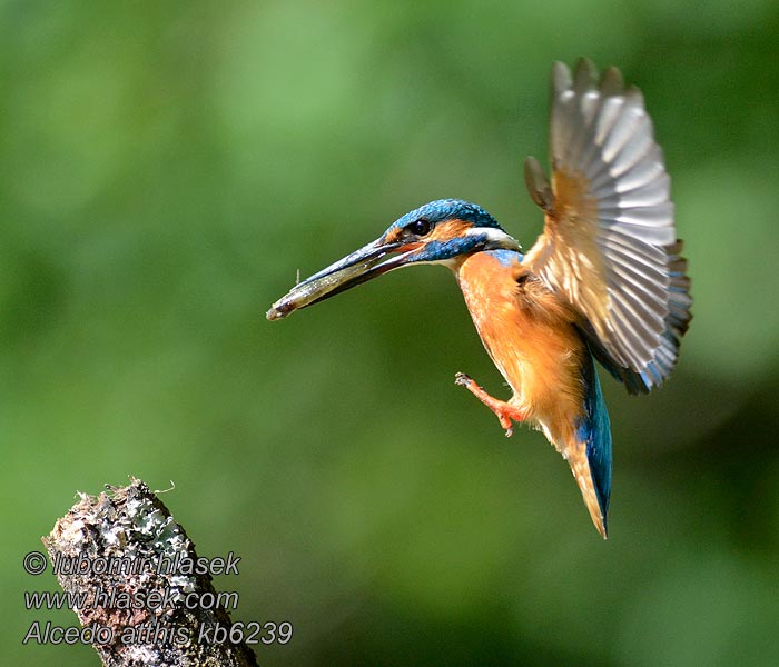 Αλκυόνα Alcedo atthis