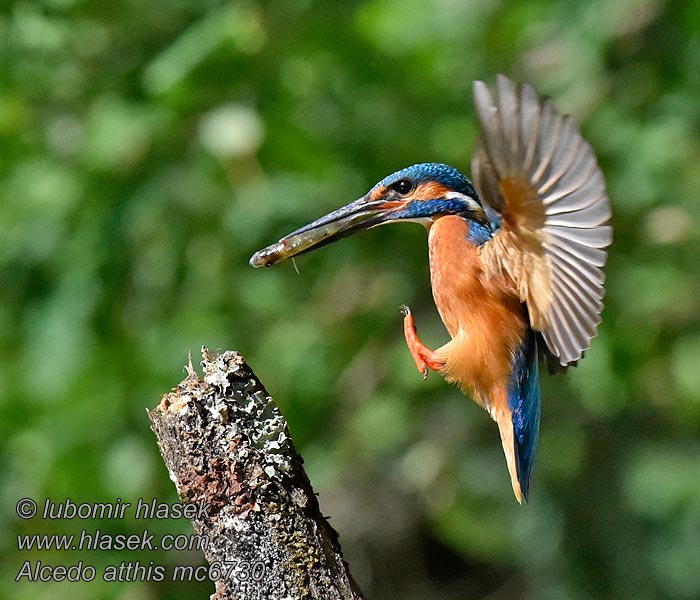 Blauet Martin arrantzale Alcedo atthis