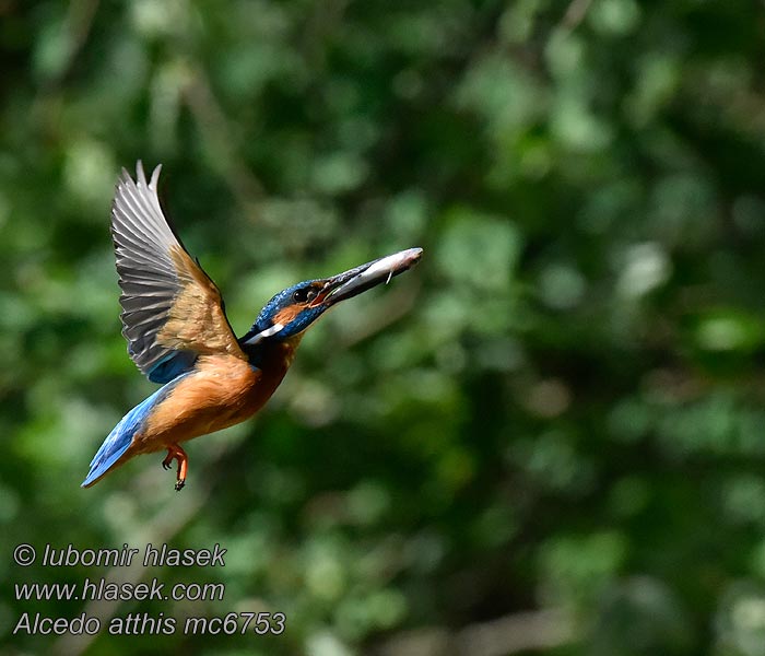 Kuningaskalastaja Alcedo atthis