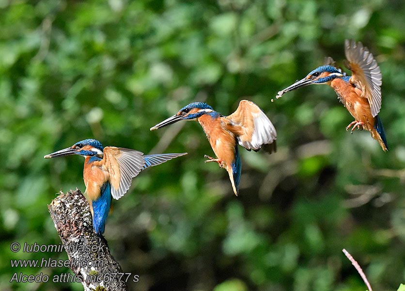 IJsvogel Alcedo atthis