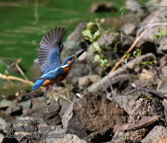 Martín Pescador Alcedo atthis