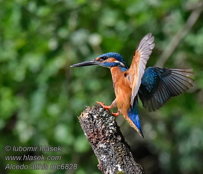 Martin-pêcheur d'Europe Alcedo atthis