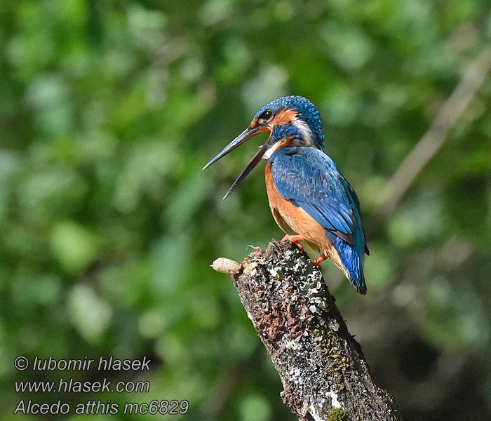 Eisvogel Alcedo atthis