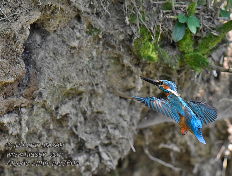 Kingfisher Alcedo atthis