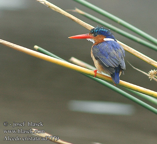 Malachite Kingfisher Malakitisfugl Malakiittikalastaja