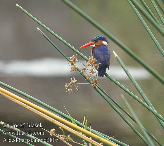 Alcedo cristata ad2805