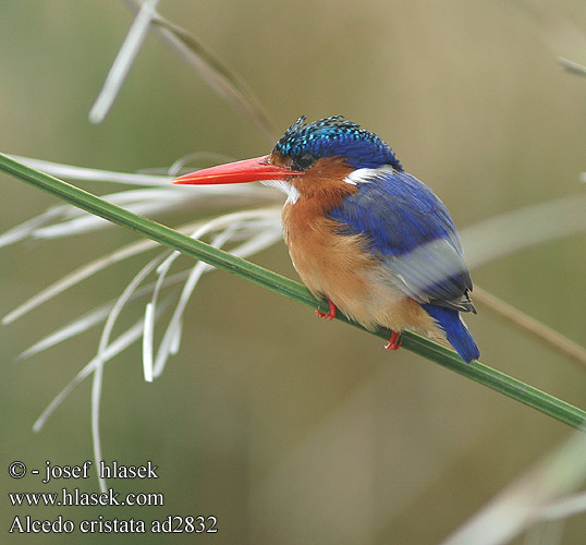 Alcedo cristata ad2832