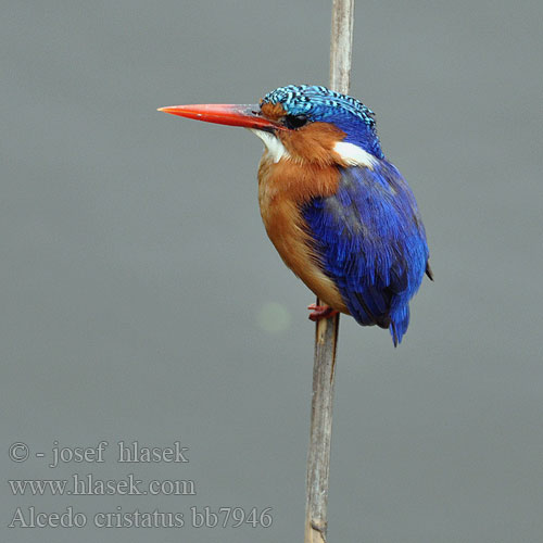 Alcedo cristata bb7946