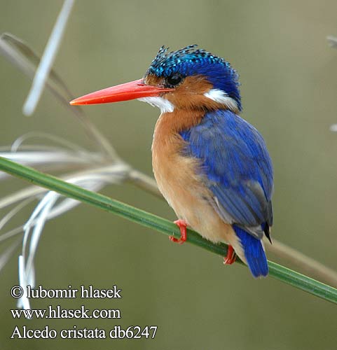 Alcedo cristata db6247