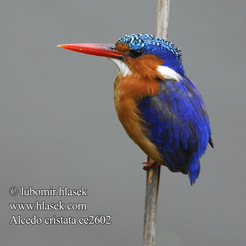 Alcedo cristata ee2602