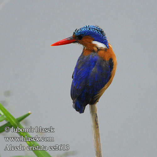 Alcedo cristata ee2613