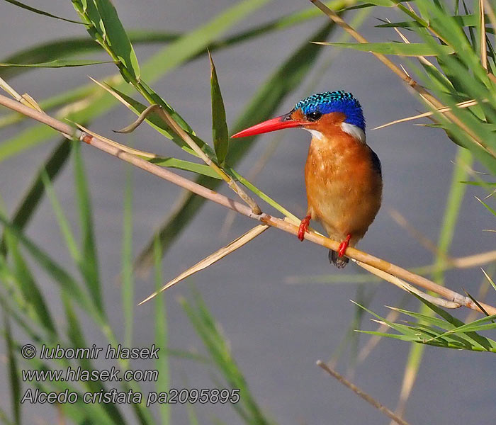 Alcedo cristata