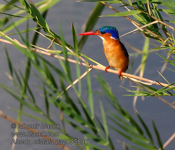 Alcedo cristata