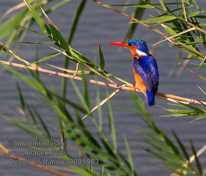 Alcedo cristata