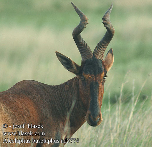 Koanantilope Lehmäantilooppi Bubale roux Bubal hartebeest