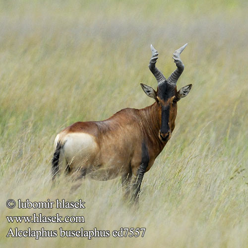 Alcelaphus buselaphus Red Hartebeest