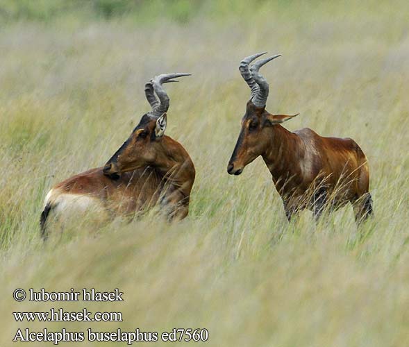 Bubale roux Bubal hartebeest Cervo rosso