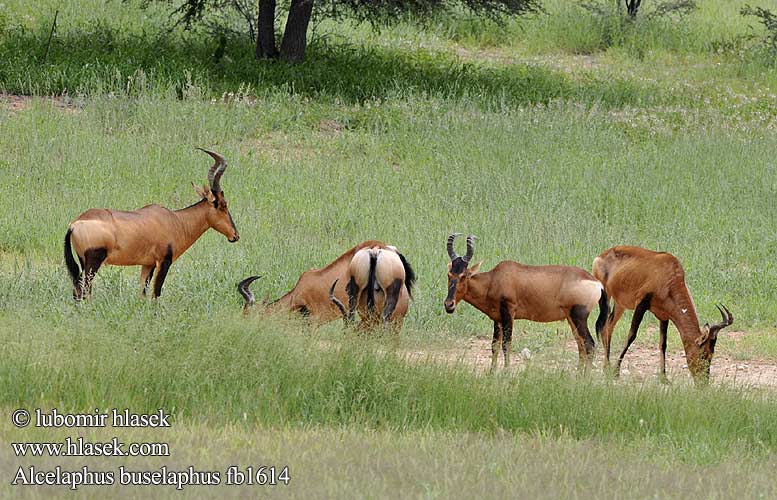 Red Hartebeest Alcelaphus buselaphus Koanantilope