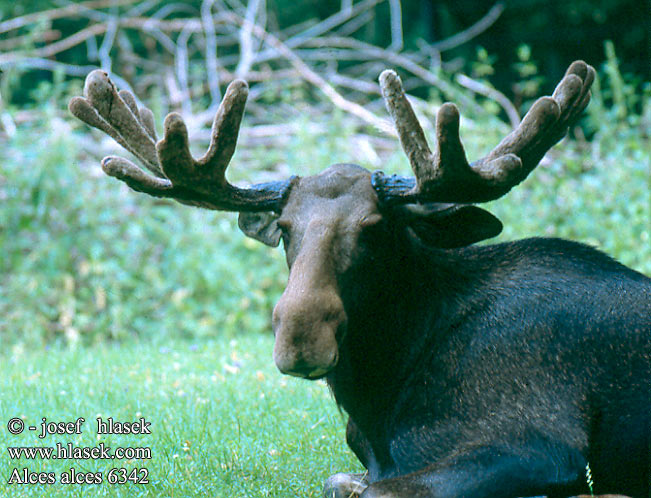 Alces alces Moose Elch Los evropský