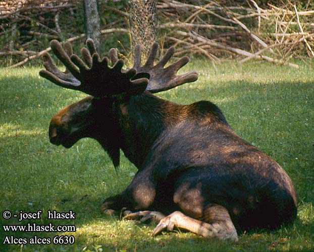 Moose Elch Los evropský mokraďový