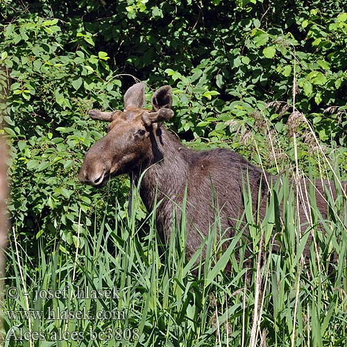 Los evropský mokraďový Eland Elsdyr