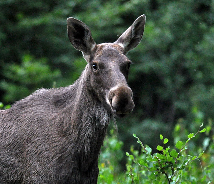 Alces alces Los evropský